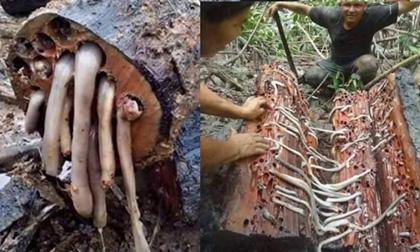 Cận cảnh loài động vật là đặc sản đắt tiền nhưng khiến nhiều người ghê sợ