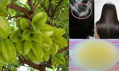 Hô biến tóc bạc thành tóc đen, tóc mỏng thành dày chỉ từ vài quả khế