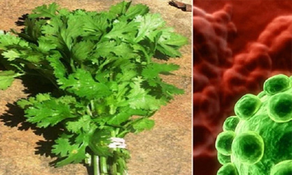 Mùi tây có khả năng giết chết 86% các tế bào ung thư phổi