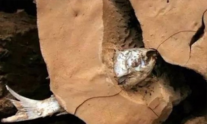 Cá mắc kẹt 4 năm trong đất khô vẫn sống sót
