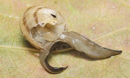 Loài giun dẹp mới có miệng giữa thân nguy hiểm tới mức nào?