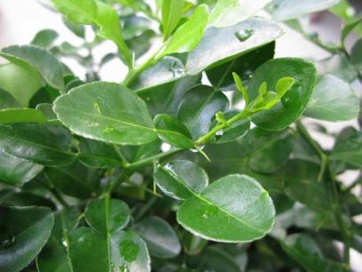 Lá chanh- tiên dược cho sức khỏe rẻ tiền tại nhà