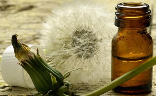 11 lợi ích sức khỏe tuyệt vời của lá và rễ bồ công anh