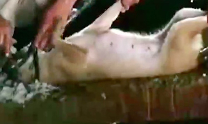 Hãi hùng bơm nước cống để... tăng trọng cho chó