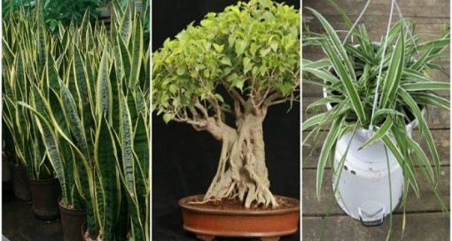 Ba loại cây tạo oxy ban đêm, rất tốt cho người hay mất ngủ