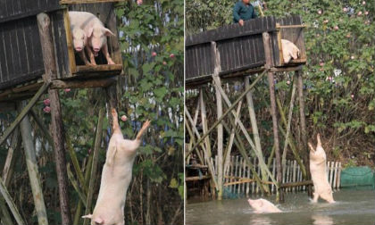 Để có thịt lợn ngon... đây là cách khiến ai cũng phải tròn xoe mắt