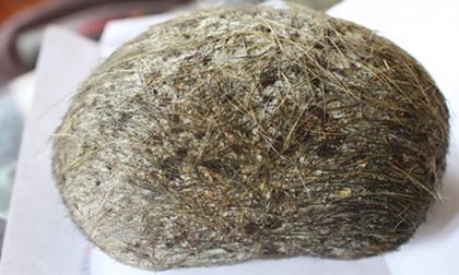 'Cát lợn' thực sự là gì và có phải là vị thuốc chữa bệnh thần kỳ như lưu truyền?