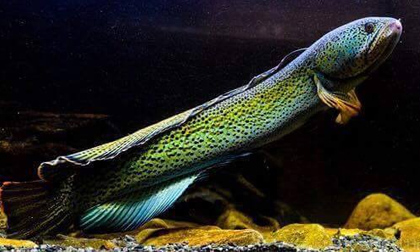 Chiêm ngưỡng loài cá lóc hoàng đế tuyệt đẹp giá hơn trăm triệu