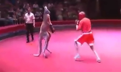 'Cưới ngất' với những trận boxing hài hước giữa chuột túi và con người