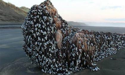 Thứ kỳ lạ bỗng nổi trên biển này đang gây tranh luận 'nảy lửa'