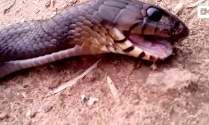 Rắn độc xảo quyệt 'giả chết' để thoát thân