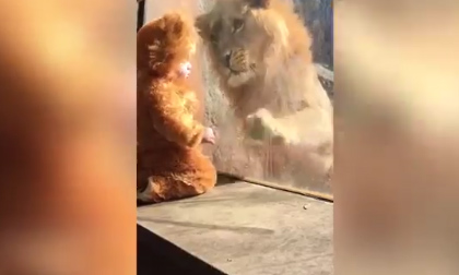 Clip 'Phút đối mặt của em bé và sư tử' khiến dân mạng 'phát sốt'