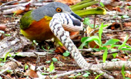 Trận kịch chiến giữa chim với rắn cực độc và cái kết ngỡ ngàng
