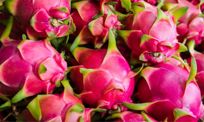 10 người 'cấm kỵ' ăn thanh long để tránh bị 'mang họa'