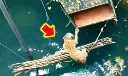 Pha giải cứu ngoạn mục chú báo đốm rơi xuống giếng sâu hàng chục mét