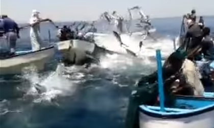 Mãn nhãn xem cá biển 'bay như chim' khi bị lùa bắt