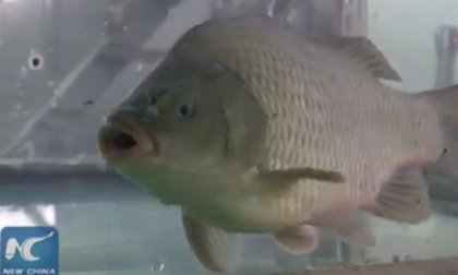 Hóa chất Trung Quốc 'hồi sinh' cá đông lạnh