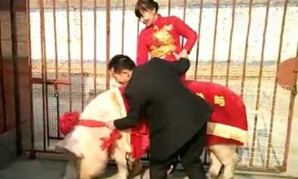 Cô dâu cưỡi 'Vua lợn' hơn 700kg về nhà chồng trong đám cưới