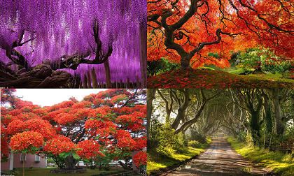 Chiêm ngưỡng vẻ lộng lẫy của những loài cây khổng lồ đẹp nhất thế giới