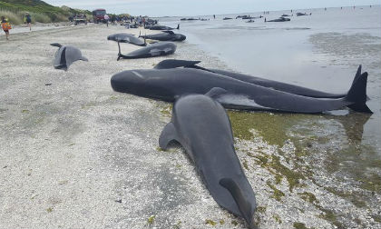 Hơn 400 con cá voi mắc cạn trải dài cả bờ biển