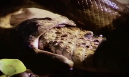 Cuộc chiến không cân sức giữa rắn khổng lồ và 'sát thủ đầm lầy'