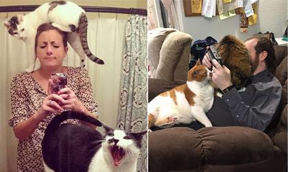  Loạt ảnh chứng minh mèo chính là 'kẻ phá đám' chính hiệu