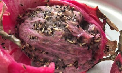 Chạm vào đám giòi trong quả thanh long héo, người đàn ông phát hiện bí mật kinh khủng hơn