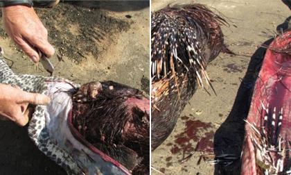 Cận cảnh mổ bụng trăn khổng lồ chết thảm sau khi nuột trọn con nhím