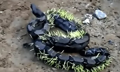 'Đói quá hóa liều', rắn xiết mồi tấn công nhím lông và cái kết bi thảm