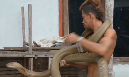 'Nổi da gà' xem anh chàng 'chơi đùa' với cặp rắn hổ mang chúa khổng lồ giữa phố