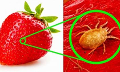 Bất ngờ trước hình ảnh về các thực phẩm quen thuộc dưới kính hiển vi 