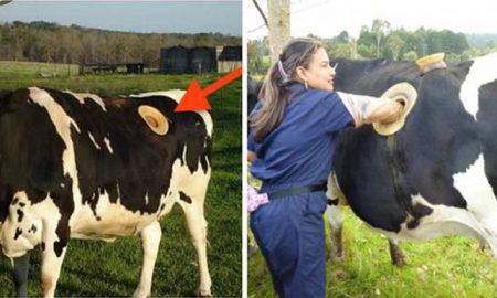 Bạn chắc chắn sẽ không dám tin đây là cách người ta đối xử với bò ở Thụy Sĩ