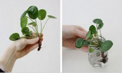 Nên trồng cây này trong nhà: mang lại sức khỏe và tiền tài không ngờ