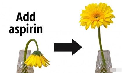 10 mẹo nhỏ giữ hoa mãi không tàn phai bạn chỉ ước mình biết sớm hơn