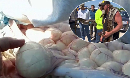 Tay không bắt trăn khổng lồ dài 5m, bụng chứa 78 quả trứng