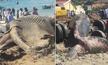 Phát hiện xác cá ông khổng lồ trôi dạt vào biển Phan Thiết?