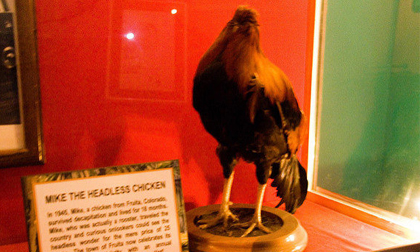 Chú gà không đầu vẫn sống 18 tháng: câu chuyện thật mà đến tận giờ vẫn chẳng mấy người tin