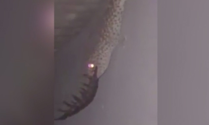 'Sởn da gà' cảnh thằn lằn nuốt rết khổng lồ