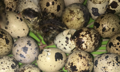 Nắng nóng khủng khiếp, mua trứng cút lộn về chưa kịp ăn đã nở ra chim non