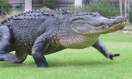 Cá sấu khổng lồ huyền thoại thản nhiên đi dạo quanh sân golf