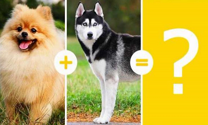 Điều gì sẽ xảy ra nếu lai hai giống chó khác nhau?
