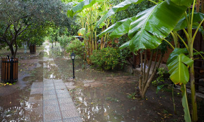 Kỹ thuật chăm sóc cây trong vườn mùa mưa lụt