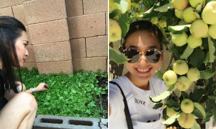 Ngắm vườn rau trái xanh mướt, trĩu quả của Hoa hậu Dương Mỹ Linh tại Mỹ 