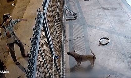 Clip trộm chó tại Việt Nam gây chấn động báo nước ngoài