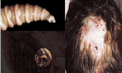 Kinh hoàng sự trở lại của loài ấu trùng đục lỗ, ăn thịt cơ thể người