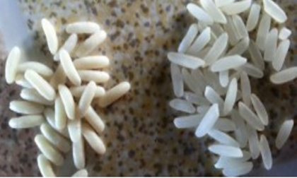 4 cách phát hiện gạo giả, gạo nhựa siêu độc hại