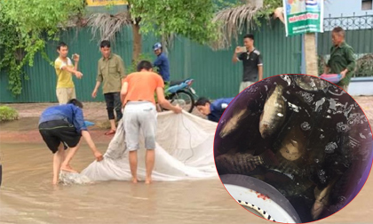 Cá bơi lội tung tăng trên đường phố Bắc Giang sau mưa lớn, dân đua nhau đi bắt