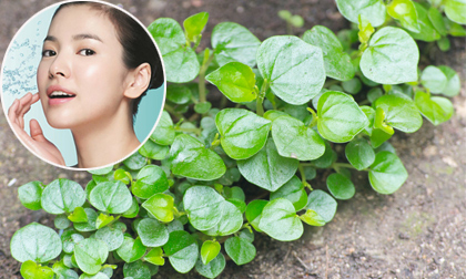Loại rau 'quý như vàng' để trị mụn trứng cá mà phụ nữ cổ xưa thường sử dụng