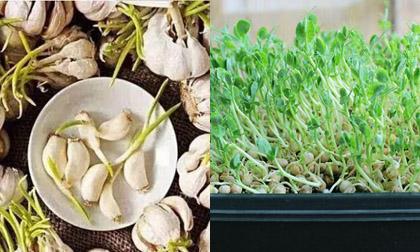 3 thực phẩm mọc mầm tốt đủ đường mà không độc hại