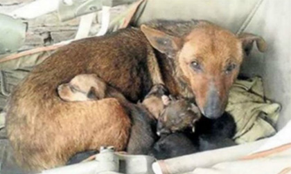 Chú chó hoang sưởi ấm cứu bé trai một tháng tuổi bị bỏ rơi